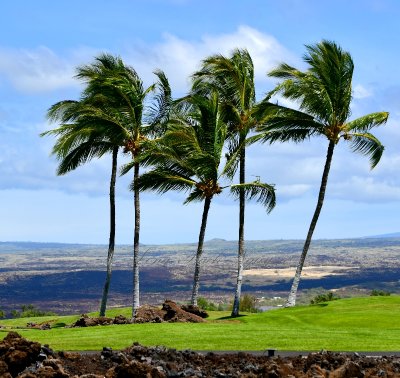 Tropical Breeze by Mauna Lani, Kohala Mountain, Kailua-Kona, Big Island of Hawaii 089