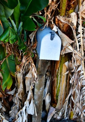 Mailbox in Banana Grove, Waimea, Big Island of Hawaii 086  