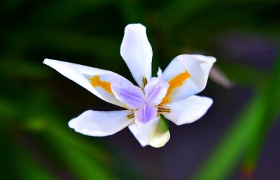 Tropical Flower, Waimea, Hawaii 139 