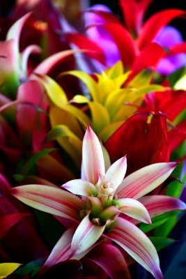 Bromeliads at Parker Ranch Saturday Farmer's Market, Waimea, Hawaii 185 