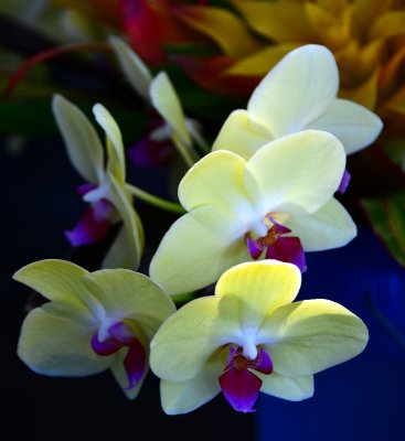Orchid at Parker Ranch Pukalani Stable Kamuela Farmers Market Big Island, Hawaii 195. 