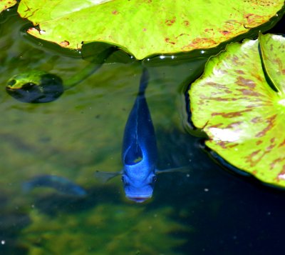 Blue Fish in pond, Big Island of Hawaii 308. 