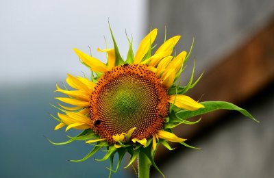 Sunflower in Cold Spring, New York 110