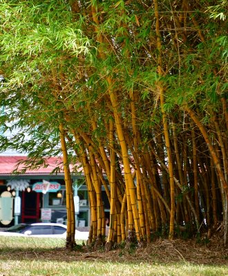 Bamboo in park Hawi, Hawaii 399 