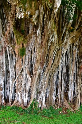 Banyon Tree, Park in Hawi, Hawii 401 