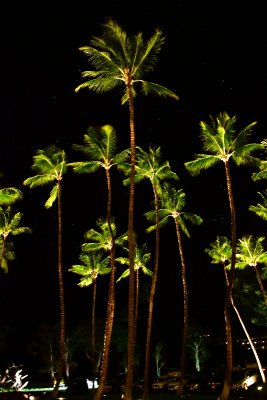 Coconut Trees at Mauna Kea Beach Hotel, Waimea, Hawaii 538 