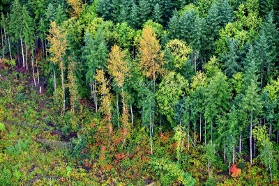 Early Fall Colors over Western Slope of Cascade Mountains, Washington 206