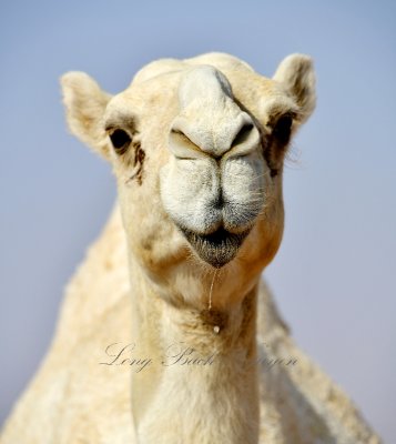 Lovely Camel Smile, Saudi Arabia 645 