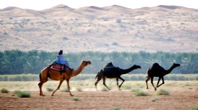Camel Herder, Al Ghat, Saudi Arabia 1801