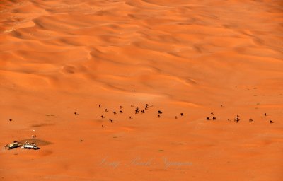 Camels feeding time in Saudi Desert, Riyadh Region, Kingdom of Saudi Arabia 1628 