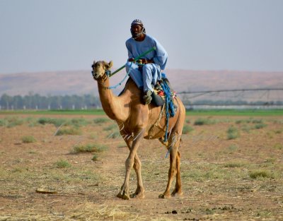 Camel Herder, Al Ghat, Saudi Arabia 1853