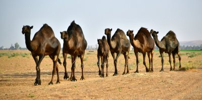 Camel on farm in Al Ghat, Riyadh Region, Kingdom of Saudi Arabia 1881 