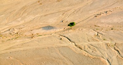 Green Tree in Wadi, Thumamah Park, Riyadh Region, Saudi Arabia 457a 