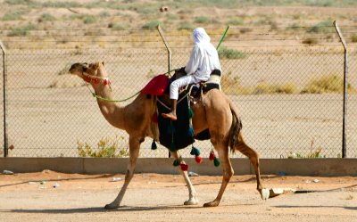 Camel Rider, Riyah Saudi Arabia 873 