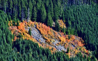 Fall Foliages at the base of Bald Mountain, Cascade Mountains, Washington 317