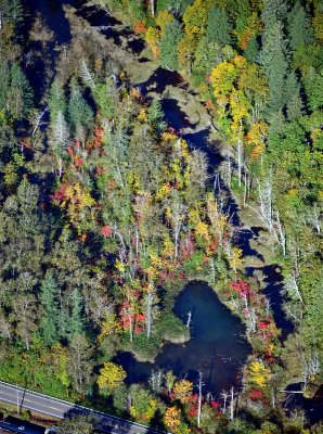 Fall foliages along the old Wallace River, Startup, Washington 263