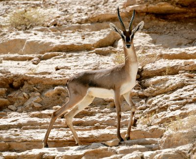 Gazelle on farm in Riyadh, Saudi Arabia 083 