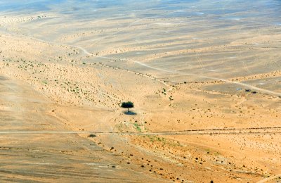 Strongest Will Survived, Saudi Desert, Riyadh Region Saudi Arabia 1331 