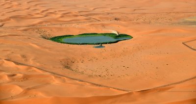Green Water Hole in Saudi Desert, Riyadh Region, Kingdom of Saudi Arabia 1467a 