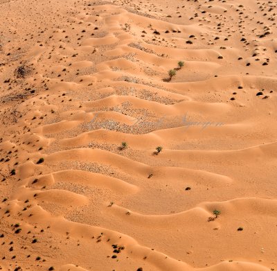 Life in Saudi Desert, Thadig, Saudi Arabia 1311 
