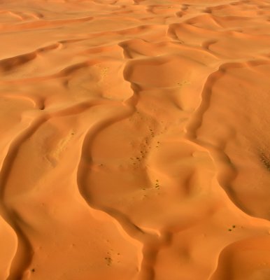 There is life in sand dunes, Nukhayl al 'Abd, Shagra, Saudi Arabia 1443 