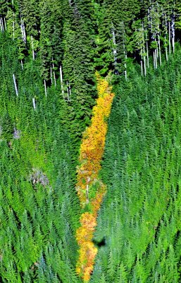 Streak of fall foliage on side of Bald Mountain, Spada Lake area, Cascade Mountains, Washington 377