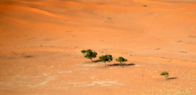 Green Trees in the desert,  Al Ghurabah Saudi Arabia 1613 