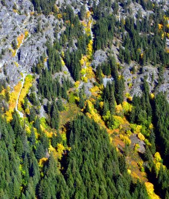 Fall colors along Purple Mountain, Above Lake Chelan, Stehekin, Washington 715