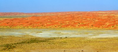 Saudi Desert is full of Life, near Al Ghat, Riyadh Region, Saudi Arabia 1678  