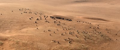 Free Range Sheep in desert, Al Ghat, Saudi Arabia 1713a