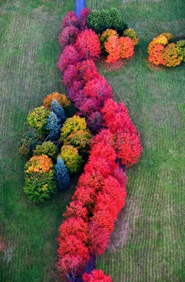 Flaming Trees at Rockwood Farm, Snoqualmie Washington 349
