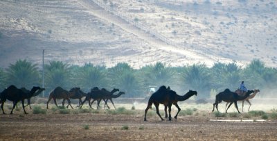 Camel Herder in Al Ghat, Riyadh Region, Saudi Arabia 1788 