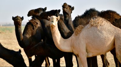 Camels feeding time at Al Ghat, Riyadh Region, Saudi Arabia 1831 