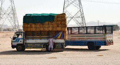 Selling hays along the highway, Saudi Arabia 026