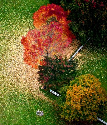 Almost Finish with Fall Colors, Fall City, Washington 176