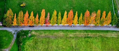 Colorful Poplar Trees in Fall City, Washington 160