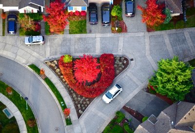 Colorful U Hedge and Maple Tree, Issaquah Highlands, Issaquah, Washington 119
