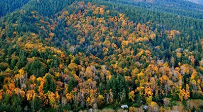 Bright and Colorful Fall Foliage, North side of Snoqualmie River, Mt Si, Washington 255