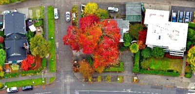 Colorful Tree in Autumn, Green Lake neighborhood, Seattle, Washington 721