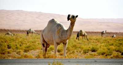 Camels in Al Ghat farm, Riyadh Region, Kingdom of Saudi Arabia 599 