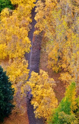 Fall Foliage over Green Lake Trail, Geen Lake, Seattle, Washington 698