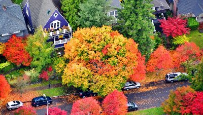 Autumn on 21st Ave E, Capitol Hill, Seattle, Washington 526