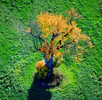 Yellow Tree in Green Field, Monroe, Washington 1125