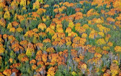 Fall Foliage by Carnation Farm, Carnation , Washington