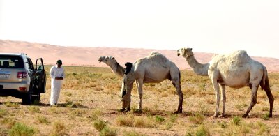 Camels in Al Ghat farm, Riyadh Region, Kingdom of Saudi Arabia 608 