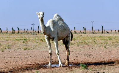 Camels in Al Ghat farm, Riyadh Region, Kingdom of Saudi Arabia 614  