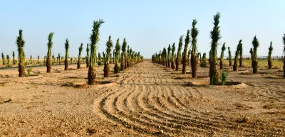 Dates Farm in Al Ghat, Saudi Arabia 757