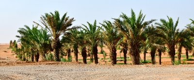Dates Farm in Al Ghat, Saudi Arabia 741