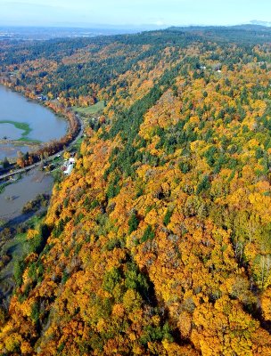 Fall Foliage along Snoqualmie River Valley, Duvall, Washington 1160