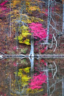 Pink Tree on Wallkill Lake, New York 199
